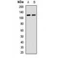 LifeSab™ Contactin 4 Rabbit pAb (50 µl)