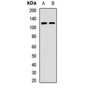 LifeSab™ Contactin 4 Rabbit pAb (50 µl)