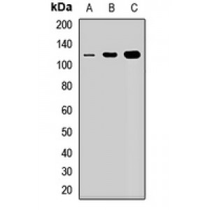 LifeSab™ NOL14 Rabbit pAb (50 µl)