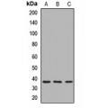 LifeSab™ CHMP2A Rabbit pAb (50 µl)