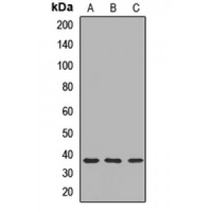 LifeSab™ CHMP2A Rabbit pAb (50 µl)