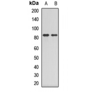 LifeSab™ Collectin 12 Rabbit pAb (50 µl)