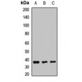 LifeSab™ Embigin Rabbit pAb (50 µl)