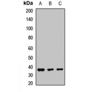 LifeSab™ Embigin Rabbit pAb (50 µl)