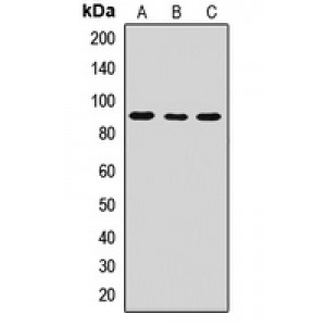 LifeSab™ CDC25 Rabbit pAb (50 µl)