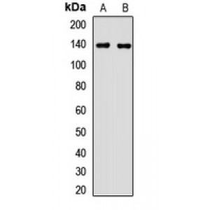 LifeSab™ MTMR3 Rabbit pAb (50 µl)