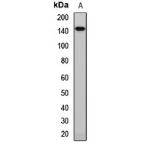 LifeSab™ CD243 Rabbit pAb (50 µl)