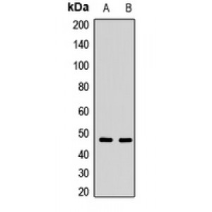 LifeSab™ NPTX2 Rabbit pAb (50 µl)