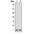 LifeSab™ RPL38 Rabbit pAb (50 µl)