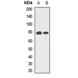 LifeSab™ RANBP9 Rabbit pAb (50 µl)