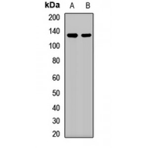 LifeSab™ SART3 Rabbit pAb (50 µl)