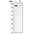 LifeSab™ STRA6 Rabbit pAb (50 µl)