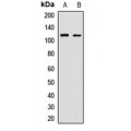 LifeSab™ OB Cadherin Rabbit pAb (50 µl)