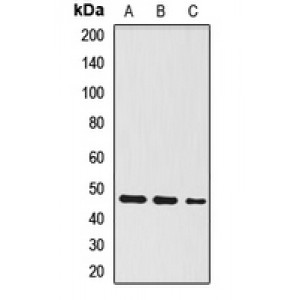 LifeSab™ WSB1 Rabbit pAb (50 µl)