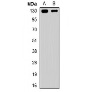 LifeSab™ CACNA2D4 Rabbit pAb (50 µl)