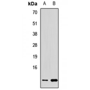 LifeSab™ ERH Rabbit pAb (50 µl)