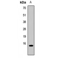 LifeSab™ CCL21 Rabbit pAb (50 µl)