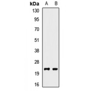 LifeSab™ CD99 Rabbit pAb (50 µl)