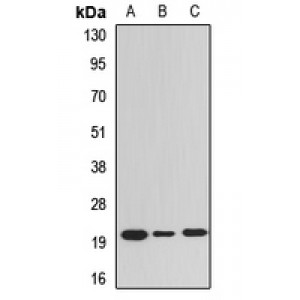 LifeSab™ ELSPBP1 Rabbit pAb (50 µl)