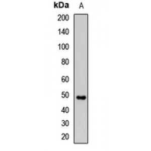 LifeSab™ Complement Factor H Rabbit pAb (50 µl)