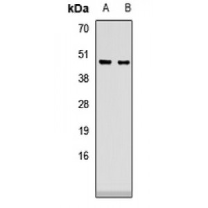 LifeSab™ CD24 Rabbit pAb (50 µl)