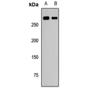 LifeSab™ CHD3 Rabbit pAb (50 µl)