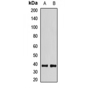 LifeSab™ MBD3 Rabbit pAb (50 µl)