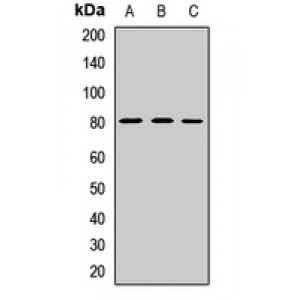 LifeSab™ PEG10 Rabbit pAb (50 µl)