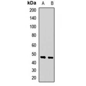 LifeSab™ GFRA3 Rabbit pAb (50 µl)