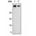 LifeSab™ NG2 Rabbit pAb (50 µl)