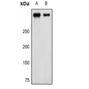 LifeSab™ NG2 Rabbit pAb (50 µl)