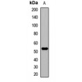 LifeSab™ EDIL3 Rabbit pAb (50 µl)