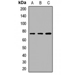 LifeSab™ GTPBP4 Rabbit pAb (50 µl)