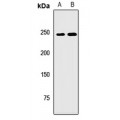 LifeSab™ NBAS Rabbit pAb (50 µl)