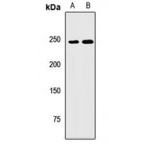 LifeSab™ NBAS Rabbit pAb (50 µl)