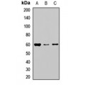 LifeSab™ NOP58 Rabbit pAb (50 µl)