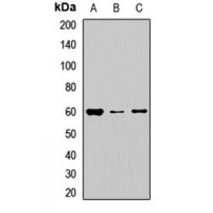 LifeSab™ NOP58 Rabbit pAb (50 µl)