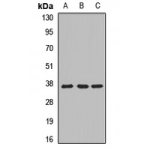 LifeSab™ MRPL1 Rabbit pAb (50 µl)