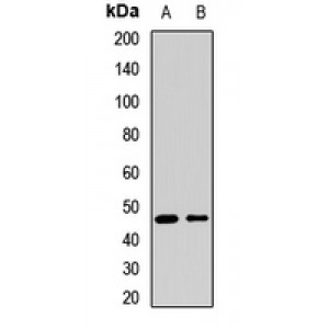 LifeSab™ SESN3 Rabbit pAb (50 µl)