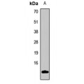 LifeSab™ INSL3 Rabbit pAb (50 µl)