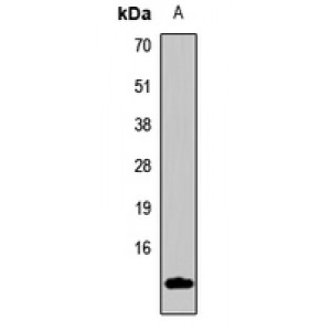 LifeSab™ INSL3 Rabbit pAb (50 µl)