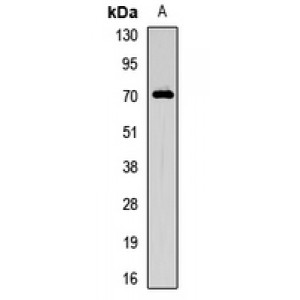 LifeSab™ SR-alpha Rabbit pAb (50 µl)