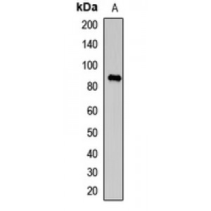 LifeSab™ TAP1 Rabbit pAb (50 µl)