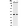 LifeSab™ MUS81 Rabbit pAb (50 µl)