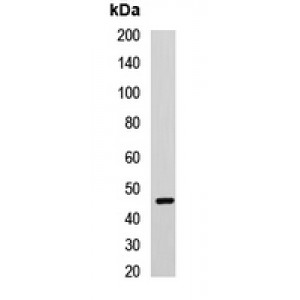 LifeSab™ Cyclin E2 Rabbit pAb (50 µl)