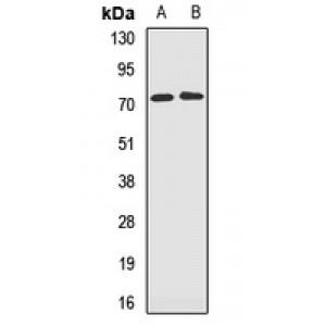 LifeSab™ GSTCD Rabbit pAb (50 µl)