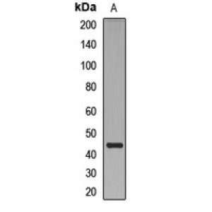 LifeSab™ KLF15 Rabbit pAb (50 µl)