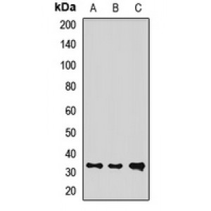 LifeSab™ REDD1 Rabbit pAb (50 µl)