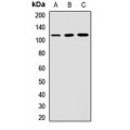 LifeSab™ CD6 Rabbit pAb (50 µl)