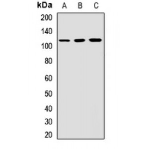 LifeSab™ CD6 Rabbit pAb (50 µl)